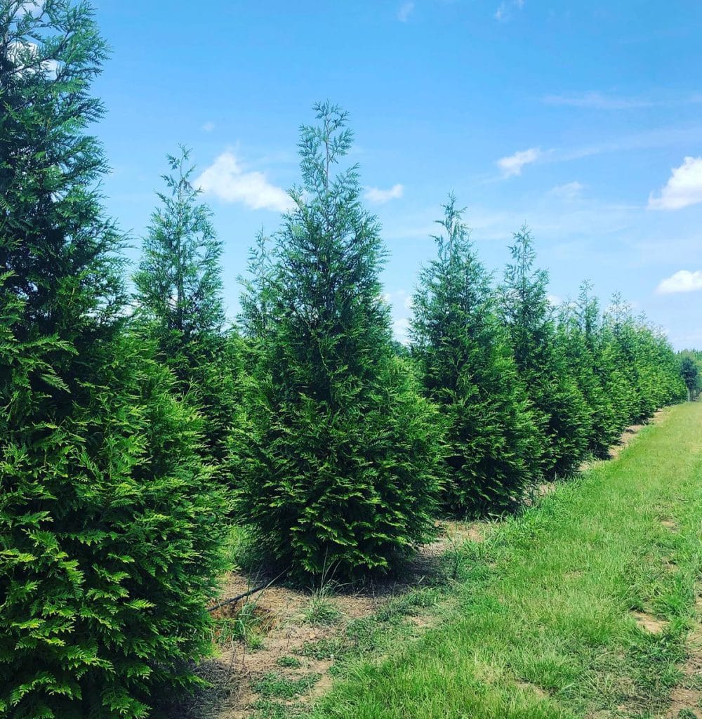 Wholesale Tree Nursery in Alpine, AL | Hunter Trees