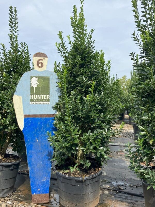 Oakland® Holly 25 gal - Hunter Trees, LLC