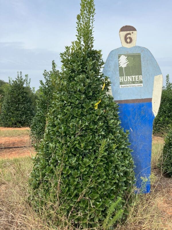 Oakland® Holly 5' - Hunter Trees, LLC