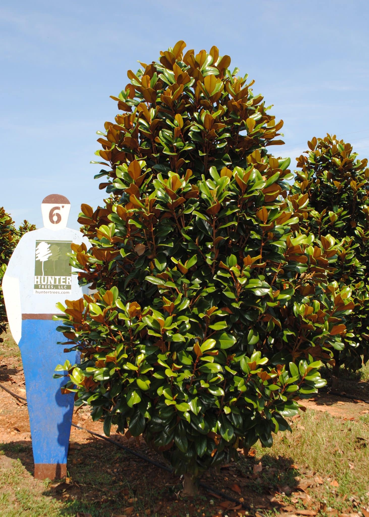 Teddy Bear® Magnolia 8' - Hunter Trees, LLC